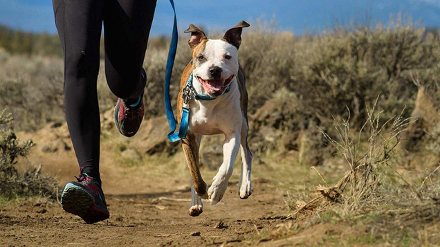 Ruffwear’s Flat Out Leash can be used handheld or secured to your waist, and is the perfect length for hiking on busy trails.